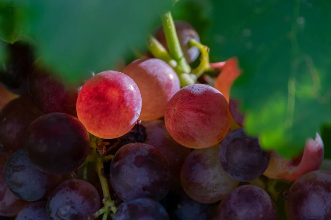Resveratrol dosage guide Australia trans-resveratrol capsules