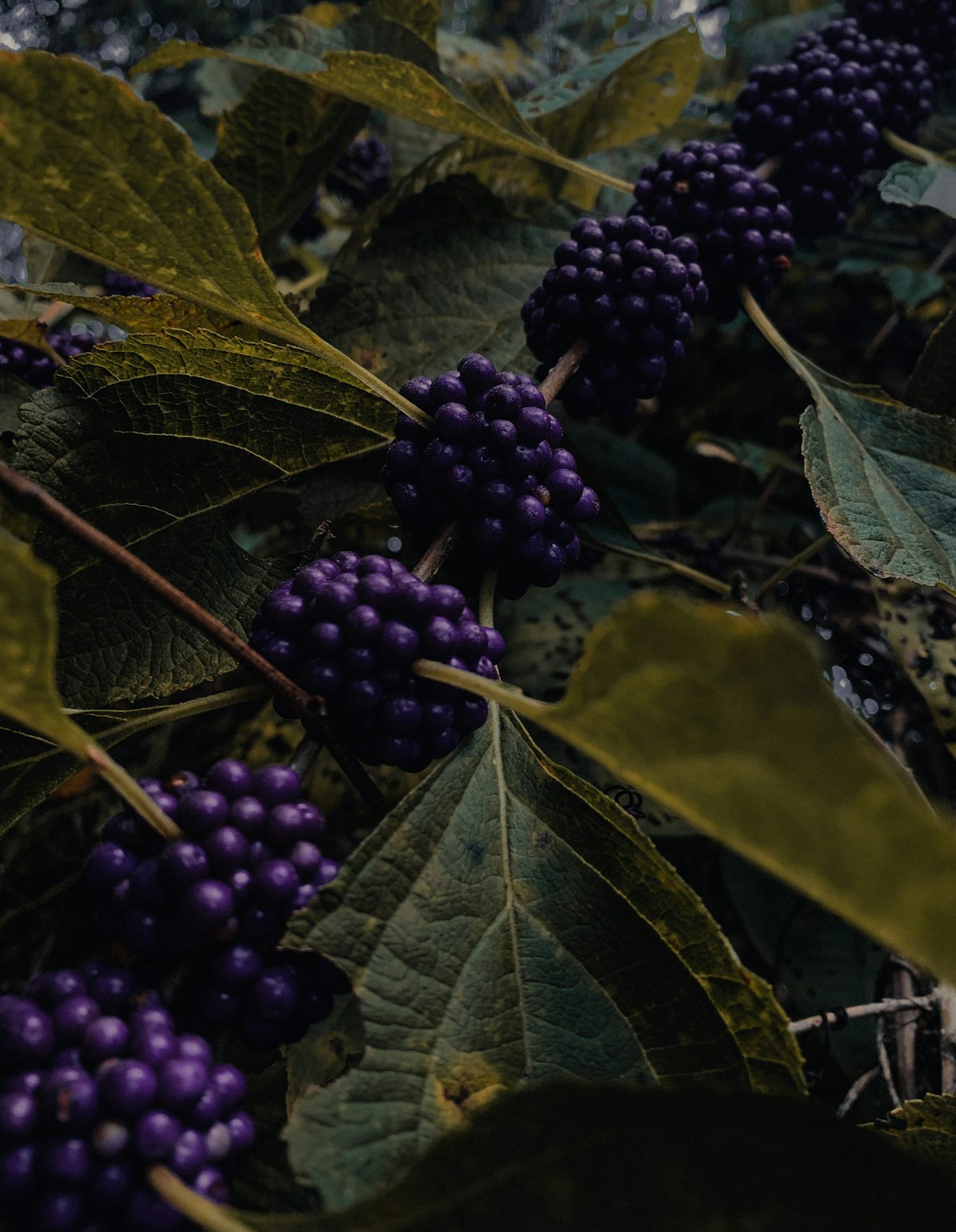 Photo by Lo Sarno on Unsplash — Pterostilbene vs Resveratrol
