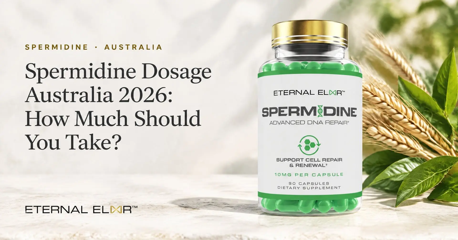 Spermidine Dosage Australia 2026: How Much Should You Take? – Eternal Elixir Spermidine 10mg bottle